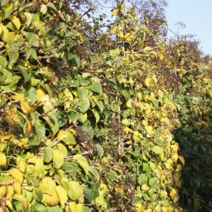 Hydrangea anomala petiolaris | Klimhortensia 2