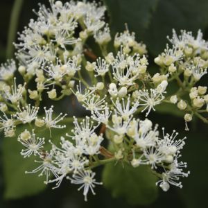 Hydrangea anomala petiolaris | Klimhortensia 3