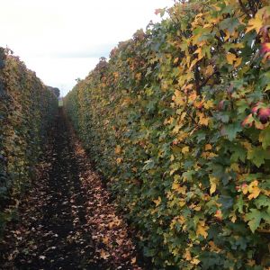 Liquidambar styraciflua | Amberboom 1