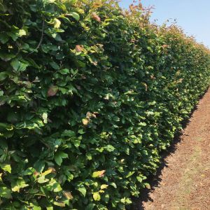 Parrotia persica Vanessa | Perzisch IJzerhout 1