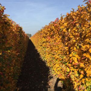Parrotia persica Vanessa | Perzisch IJzerhout 2