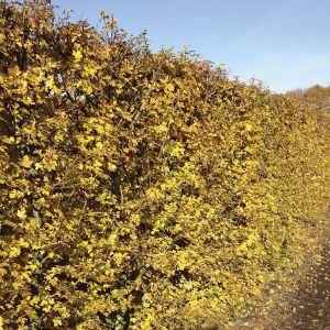 Acer campestre | Field maple 1