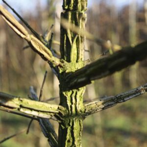 Acer campestre | Érable champêtre 2