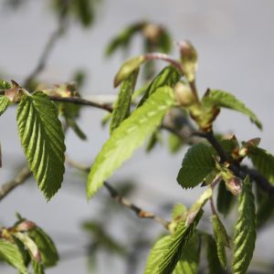 Carpinus betulus | Hornbeam 3