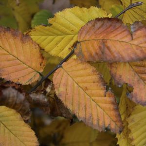 Carpinus betulus | Charme 4