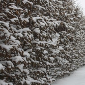 Carpinus betulus | Charme 2