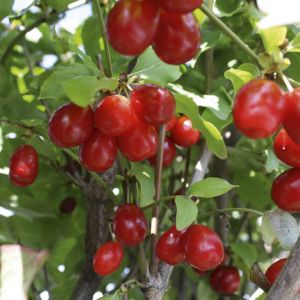 Cornus mas | Cornelian cherry dogwood 3