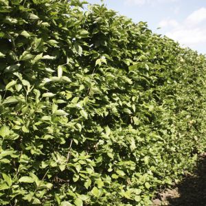 Cornus mas | Cornelian cherry dogwood 4