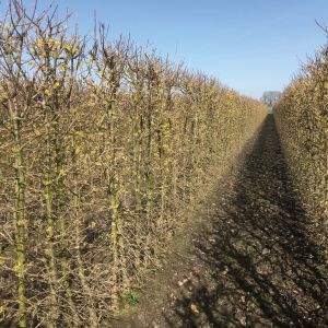 Cornus mas | Cornelian cherry dogwood 1