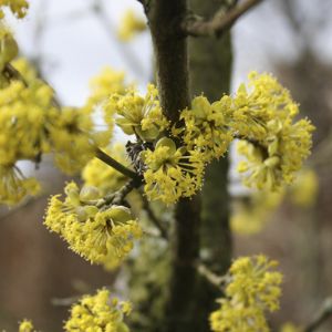 Cornus mas | Kornelkirsche 2