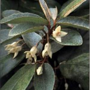 Elaeagnus ebbingei | Silver berry 1