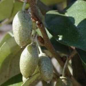 Elaeagnus ebbingei | Silver berry 2