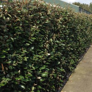 Elaeagnus ebbingei | Silver berry 3