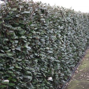 Elaeagnus ebbingei | Silver berry 4
