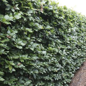 Fagus sylvatica | Rotbuche 1