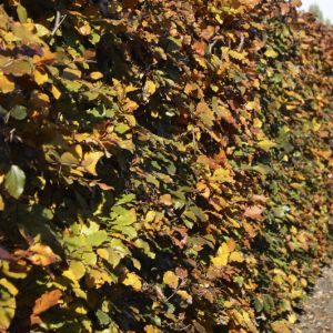 Fagus sylvatica Atropunicea | Purple european beech 2