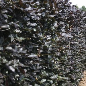Fagus sylvatica Atropunicea | Hêtre rouge 1