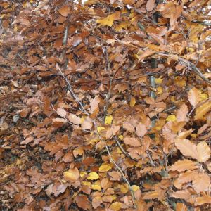 Fagus sylvatica Atropunicea | Hêtre rouge 4