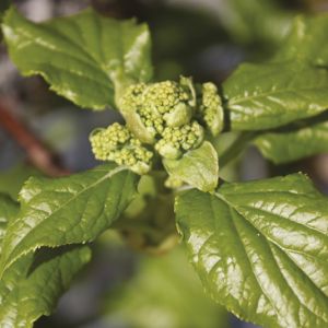 Hydrangea anomala petiolaris | Hortensia grimpant 4