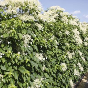 Hydrangea anomala petiolaris | Kletterhortensie 1