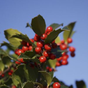 Ilex meserveae Blue Maid | Blue Maid holly 2