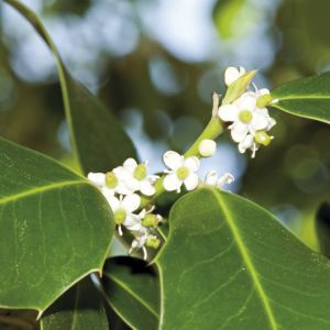 Ilex meserveae Blue Maid | Stechpalme Blue Maid 1