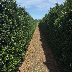 Ilex meserveae Blue Maid | Houx Blue Maid 3
