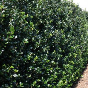 Ilex meserveae Blue Prince | Blue Prince holly 2
