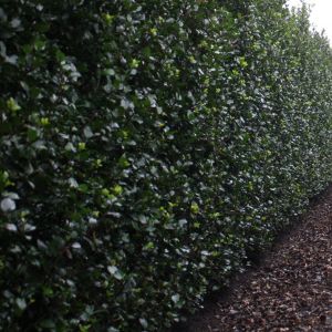Ilex meserveae Blue Prince | Stechpalme Blue Prince 3