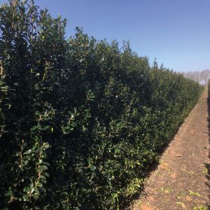 Ilex meserveae Heckenpracht | Heckenpracht Holly 3