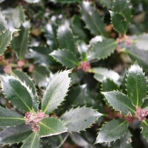 Ilex meserveae Heckenpracht | Houx Heckenpracht 1