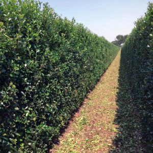 Ilex meserveae Heckenpracht | Houx Heckenpracht 2
