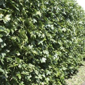 Liquidambar styraciflua | Sweet gum 4