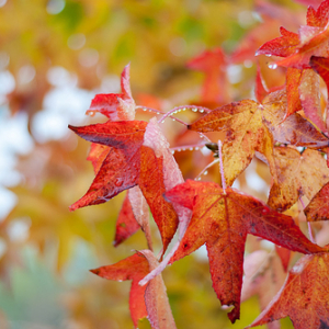 Liquidambar styraciflua | Sweet gum 2
