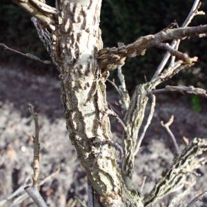 Liquidambar styraciflua | Amberbaum 3