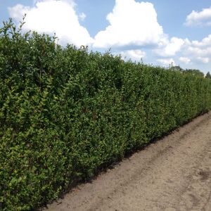 Ligustrum ovalifolium | California privet 3