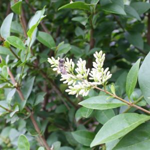 Ligustrum ovalifolium | Ovalblättriger liguster 1