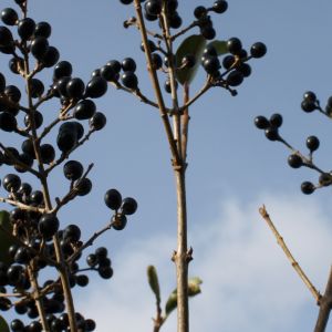 Ligustrum ovalifolium | Ovalblättriger liguster 2