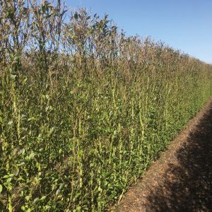 Ligustrum ovalifolium | Ovalblättriger liguster 4