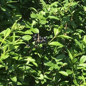 Ligustrum vulgare Atrovirens | California privet 2