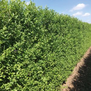 Ligustrum vulgare Atrovirens | Ovalblättriger liguster 1