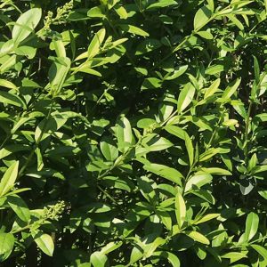 Ligustrum vulgare Atrovirens | Troène de Californie 2