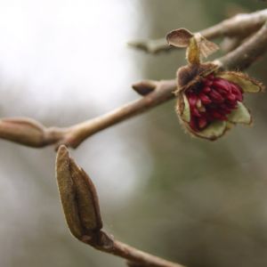 Parrotia persica Vanessa | Eisenholzbaum 4