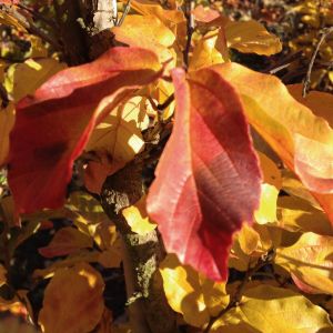Parrotia persica Vanessa | Persian Ironwood 3
