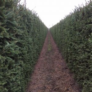 Picea abies | Norway Spruce 3