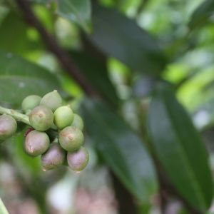 Prunus laurocerasus Genolia | Laurier cerise Genolia 1