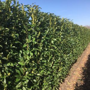 Prunus laurocerasus Genolia | Kirschlorbeer Genolia 2