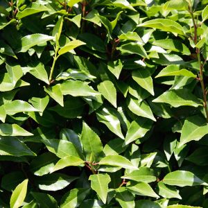 Prunus lusitanica Angustifolia | Portugiesische Kirschlorbeer 3