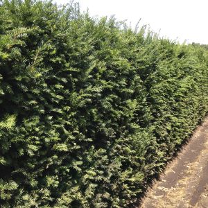 Taxus baccata | European yew 2