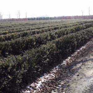 Taxus baccata | European yew 4